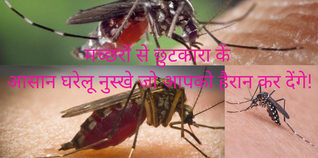 मच्छरों से छुटकारा: आसान घरेलू नुस्खे